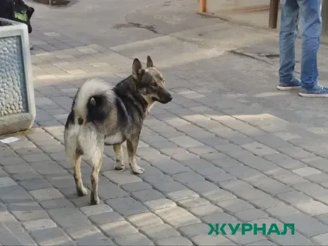 В Шаранге просят сообщать о безнадзорных собаках