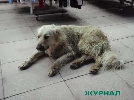 В Выксе отловили 19 бездомных собак