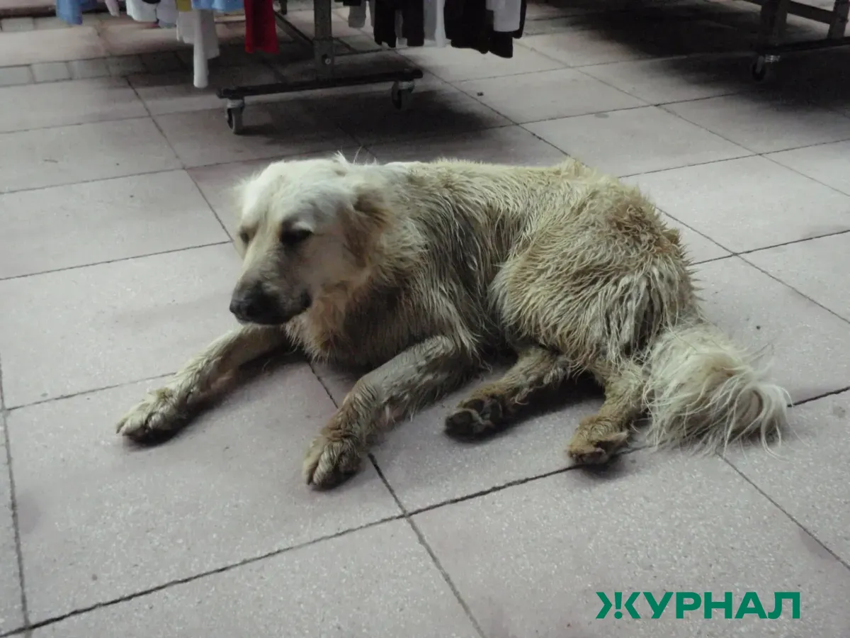 В Выксе отловили 19 бездомных собак