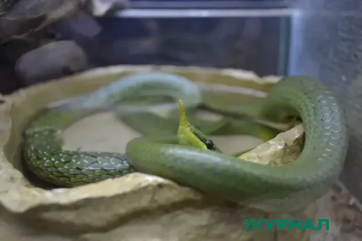 Змеи начали пробуждение в Нижегородской области