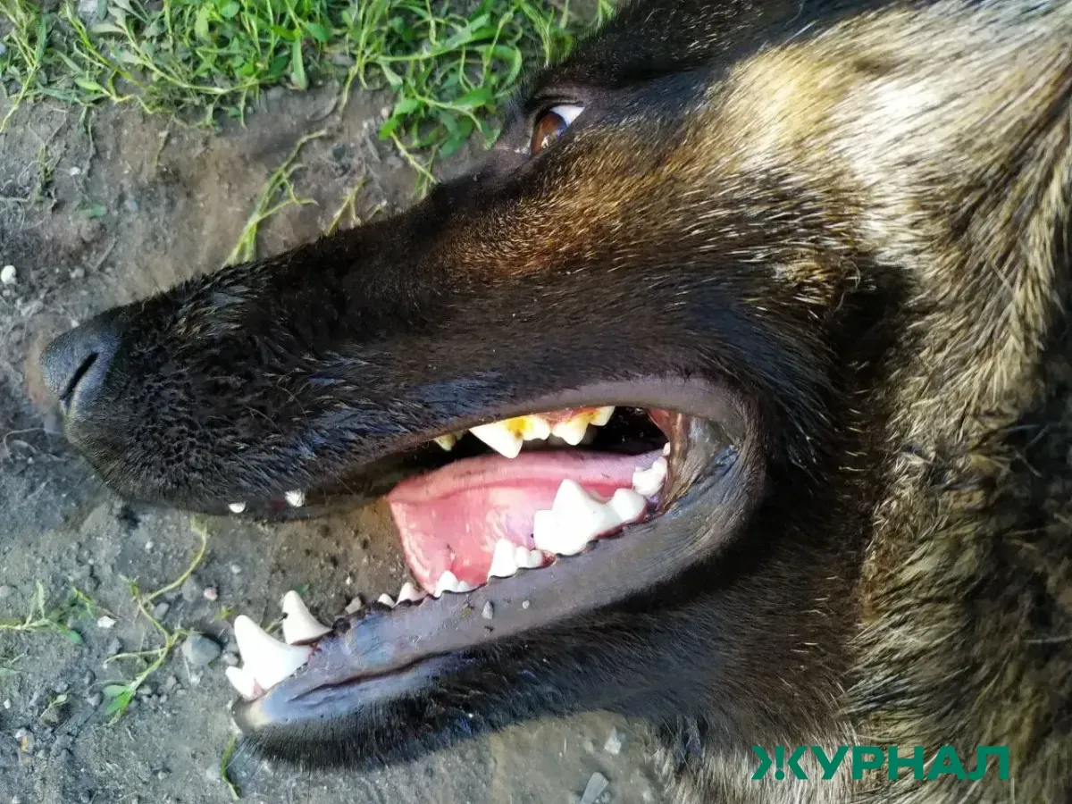 В Нижегородской области зафиксировано 15 случаев бешенства у животных