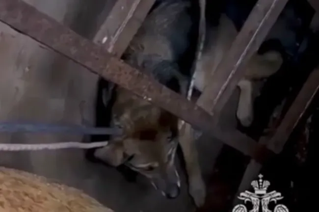 Сотрудники МЧС спасли собаку из подвала в Кстово