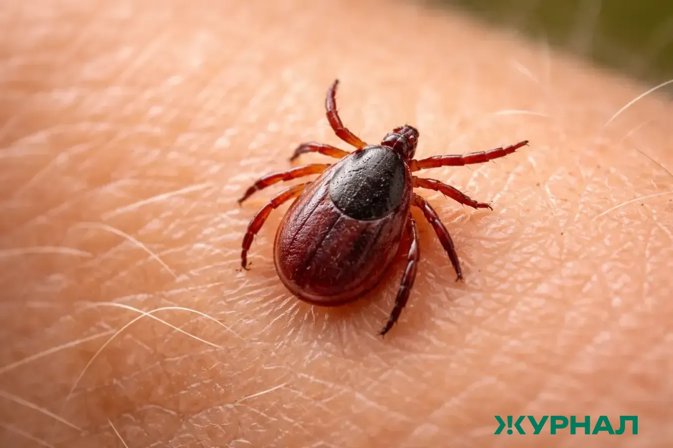 В Нижегородской области зарегистрировано 28 случаев укусов клещей
