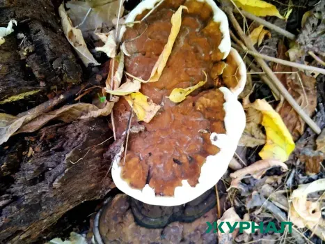 Сезон грибов в Нижегородской области: старт намечен на конец апреля