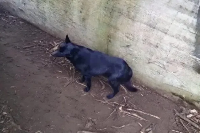 Сотрудники МЧС спасли собаку и кота в Нижнем Новгороде