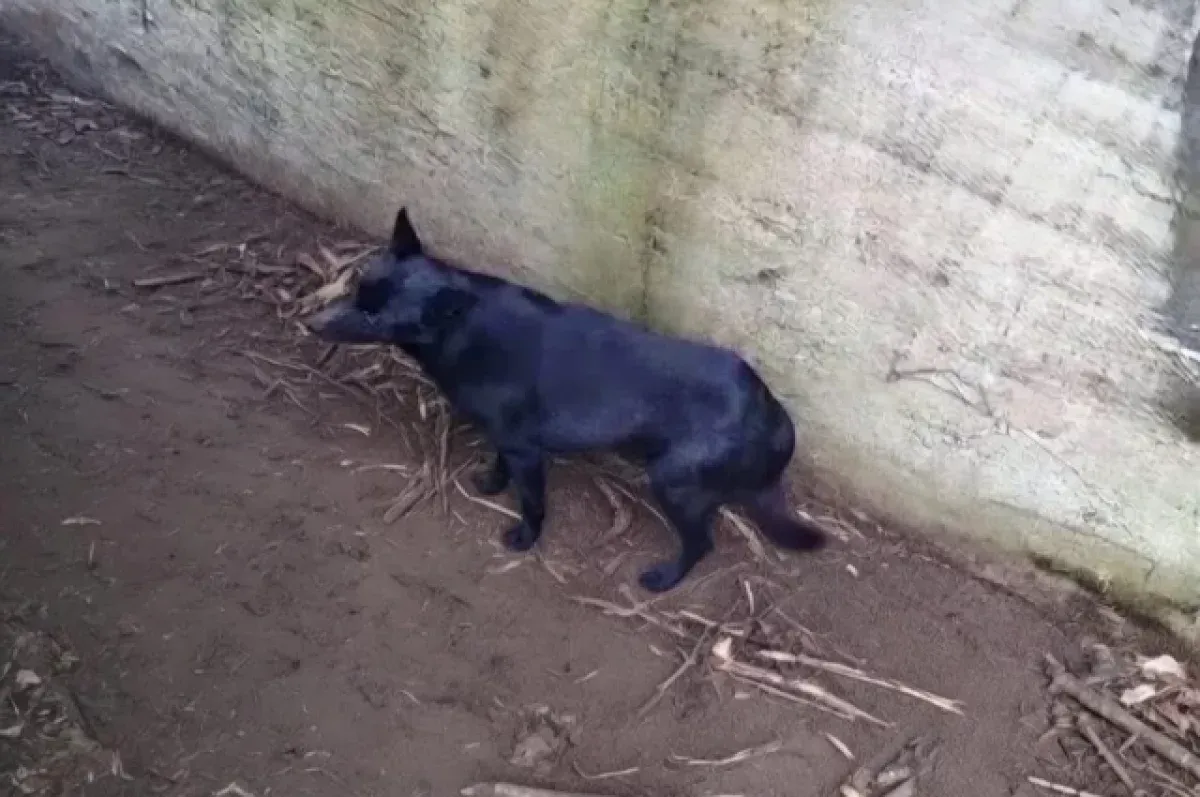 Сотрудники МЧС спасли собаку и кота в Нижнем Новгороде