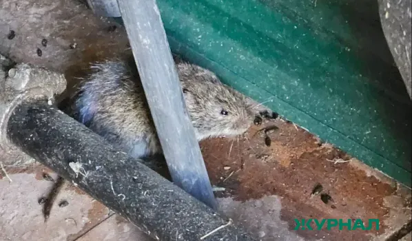 26 случаев &laquo;мышиной&raquo; лихорадки зарегистрировано в Нижегородской области