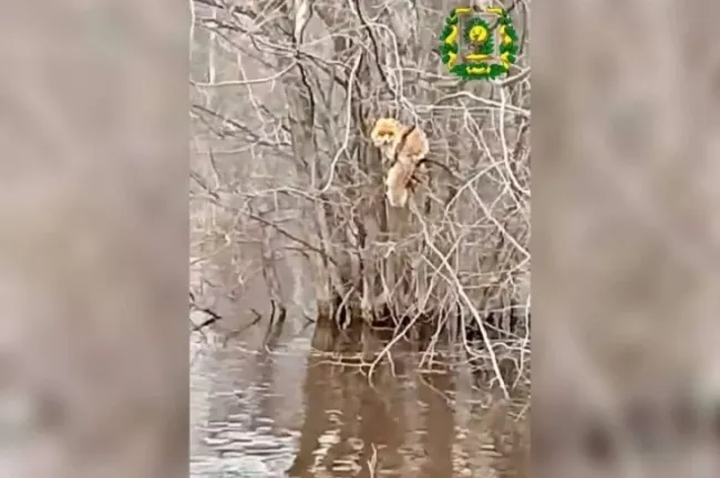 Лисы укрываются на деревьях от паводка в Нижегородской области