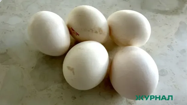 Нижегородская область вошла в пятерку лидеров ПФО по производству яиц и молока