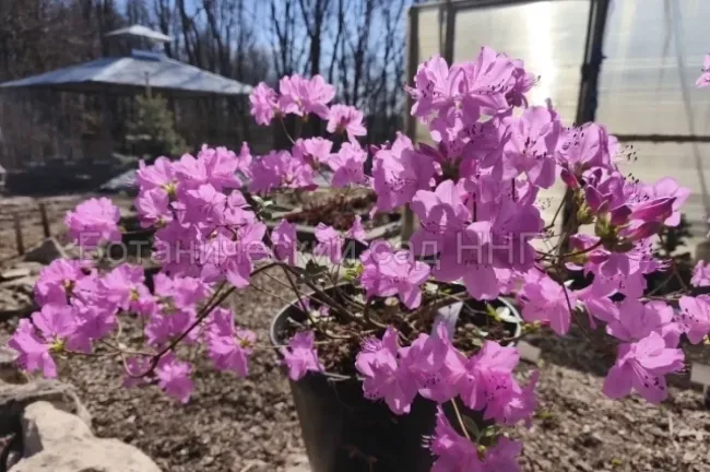 Первоцветы начали цвести в ботаническом саду ННГУ