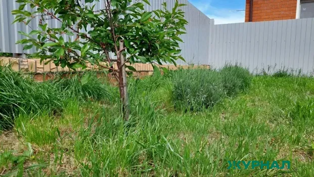 Нижегородцам объяснили, как избежать заболеваний почек при уборке дачи