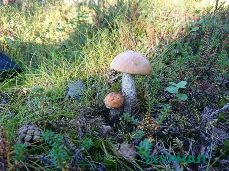 Нижегородцам напомнили о безопасности при сборе весенних грибов