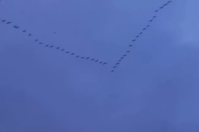 Гуси вернулись в Нижегородскую область после зимовки