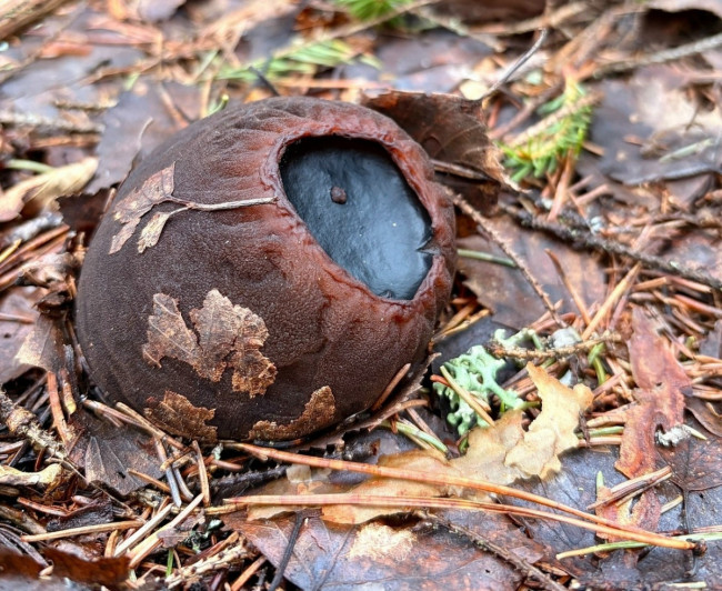 В Нижегородской области найден редкий гриб, занесённый в Красную книгу