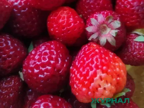 Нижегородцам рассказали о вреде ранней клубники и способах её выбора