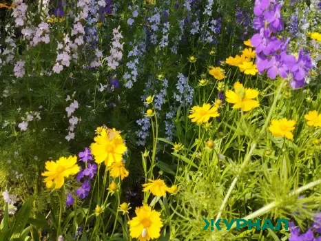 Нижегородцам рассказали о токсичных цветах, которые сажают на дачах