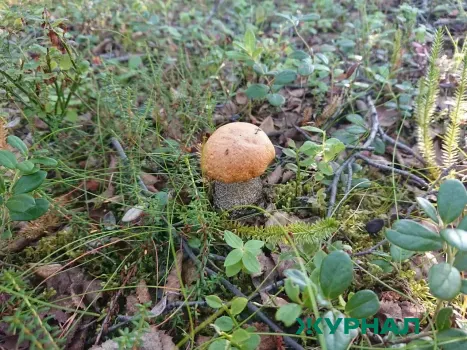 Сезон грибов в Нижегородской области открыт: жители региона делятся первыми результатами походов в лес