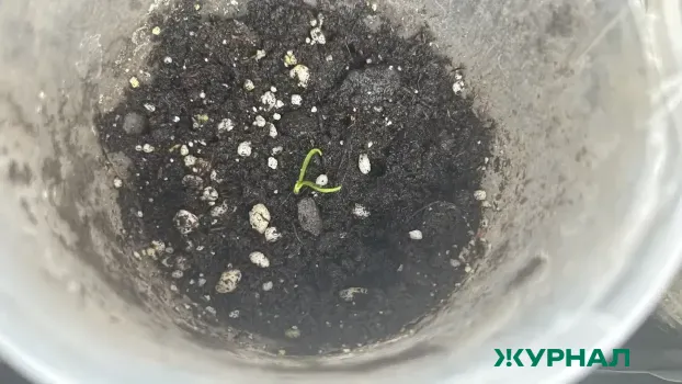 Нелегальные семена овощей обнаружены у предпринимателей в Нижегородской области