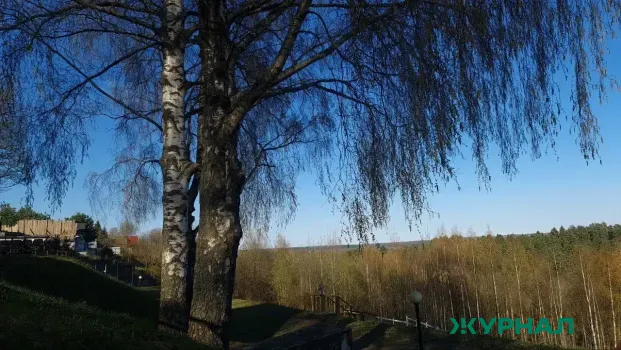 Пик цветения березы в Нижегородской области: рекомендации для аллергиков