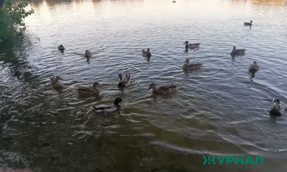 Благоустройство пруда начнётся в парке имени 1 Мая в Нижнем Новгороде