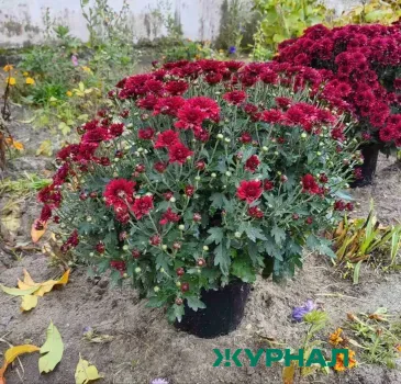 В Нижнем Новгороде прошел фестиваль обмена растениями «Круговорот цветов»